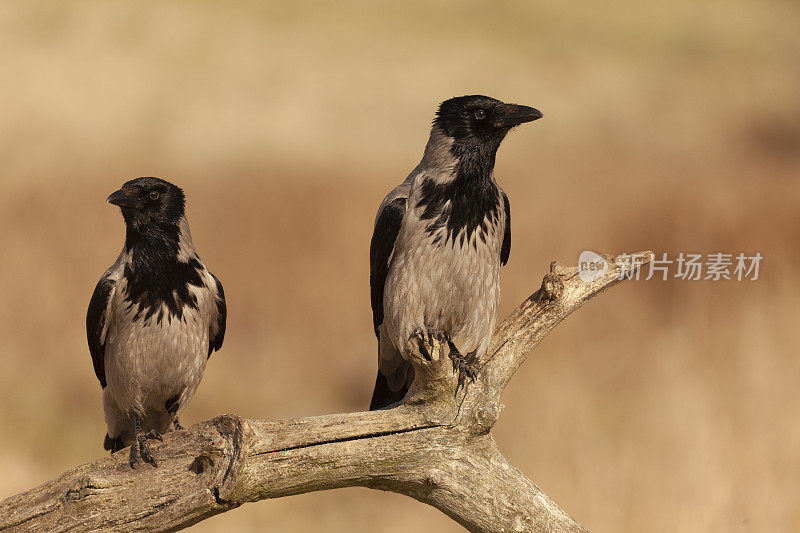 两只野生的戴帽乌鸦，Corvus cornix，又名灰乌鸦，栖息在一根倒下的树枝上，对着一个散焦的自然背景。